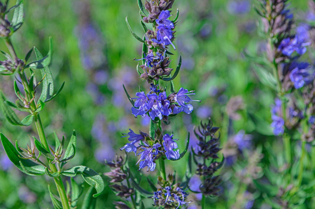 Hyssopus officinalis (Bio)