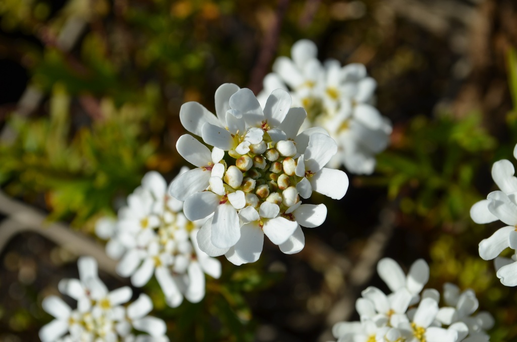 Iberis sempervirens 'Schneeflocke' (Bio)