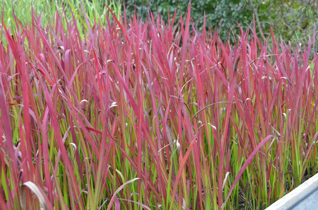 Imperata cylindrica 'Red Baron'