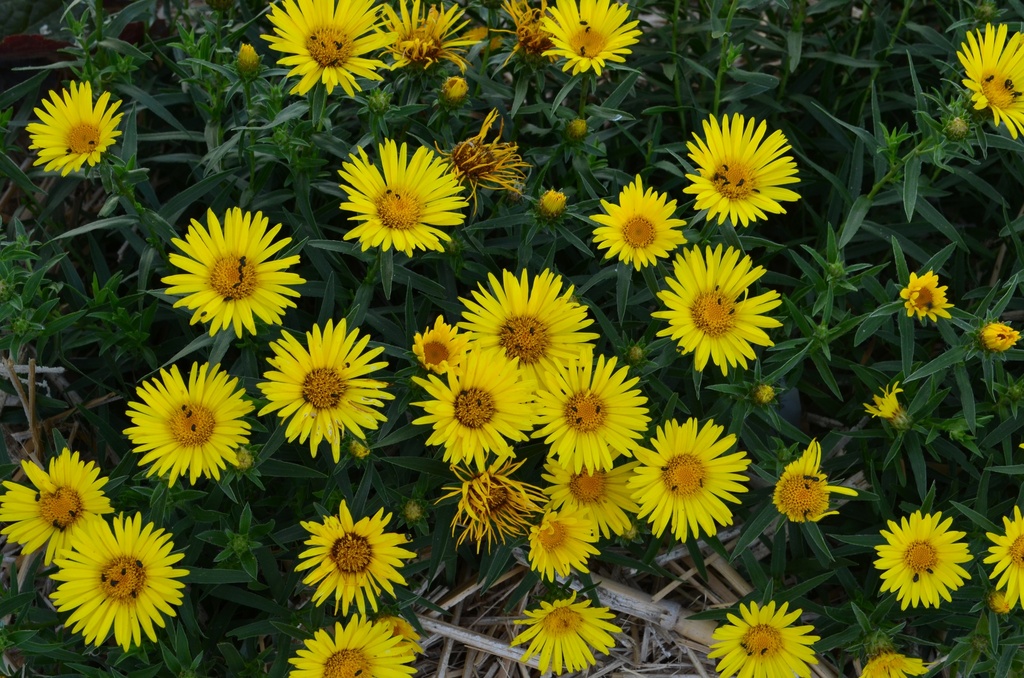 Inula ensifolia