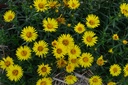 Inula ensifolia