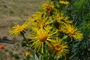 Inula helenium