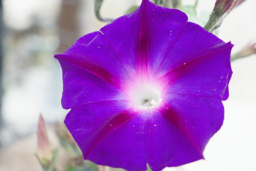Ipomoea purpurea 'Velours de nuit'