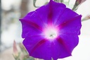Ipomoea purpurea 'Velours de nuit'