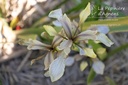Iris foetidissima