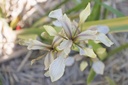 Iris foetidissima
