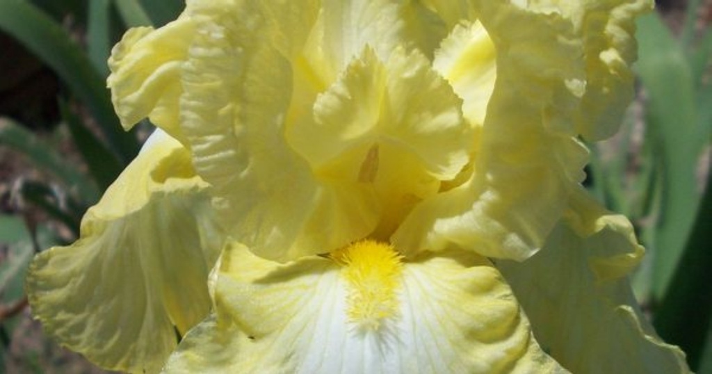 Iris germanica 'Buttered Popcorn'