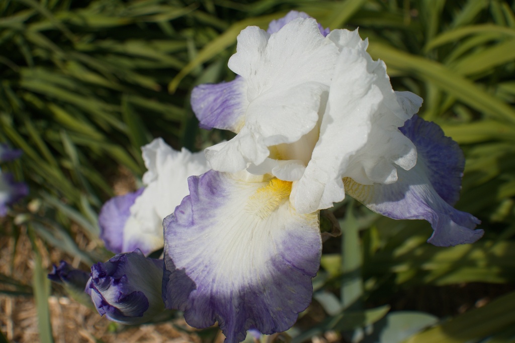 Iris germanica 'Clarence' (Bio)