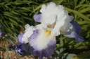 Iris germanica 'Clarence'