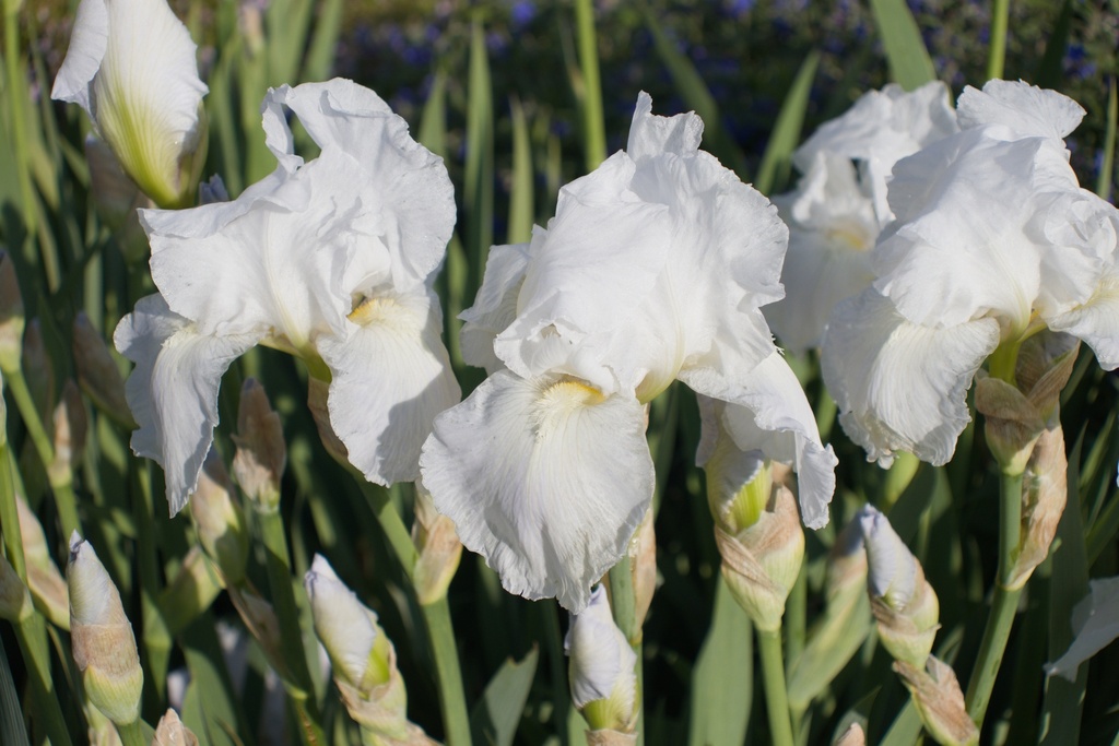 Iris germanica 'Cliffs of Dover'