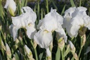 Iris germanica 'Cliffs of Dover'