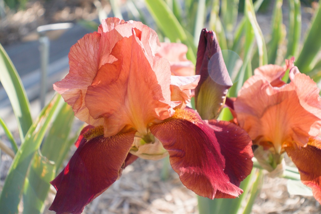 Iris germanica 'Natchez Trace'