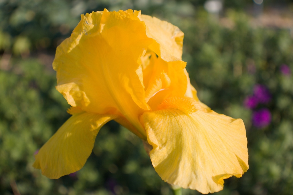 Iris germanica 'Ola Kala' (Bio)