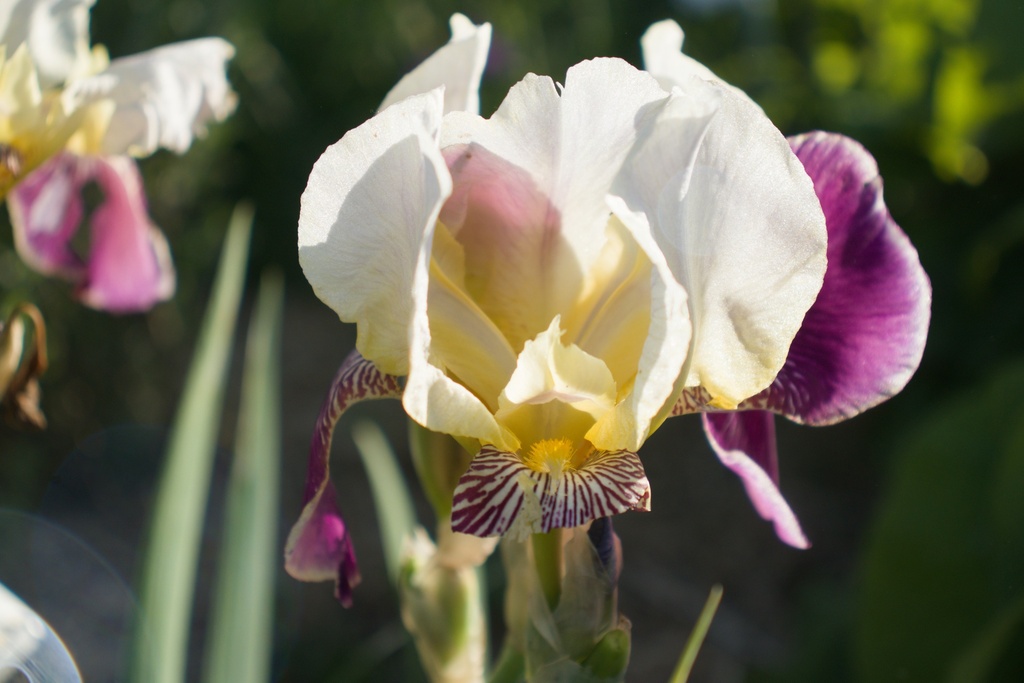 Iris germanica 'Salonique' (Bio)