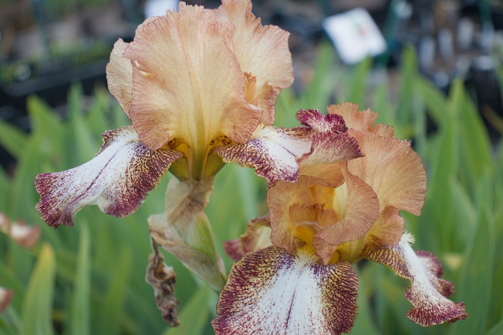 Iris germanica 'Siva-Siva' (Bio)