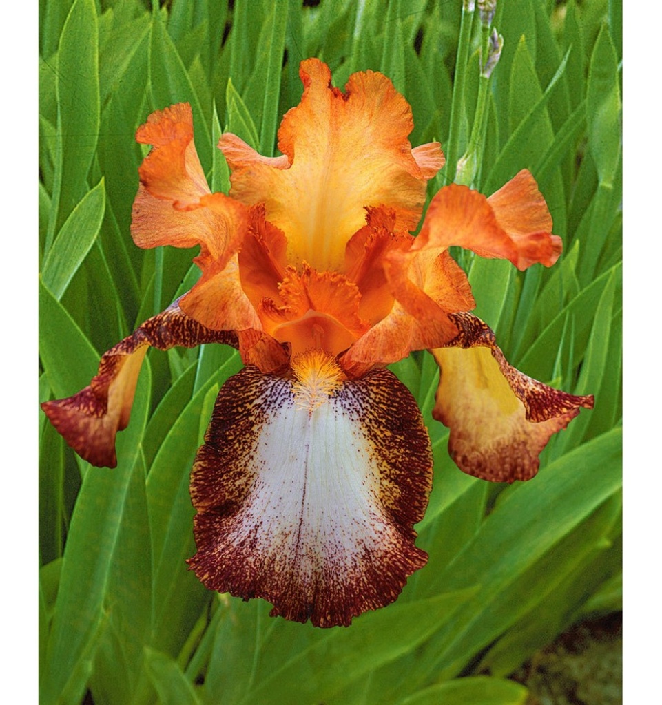 Iris germanica 'Siva-Siva'