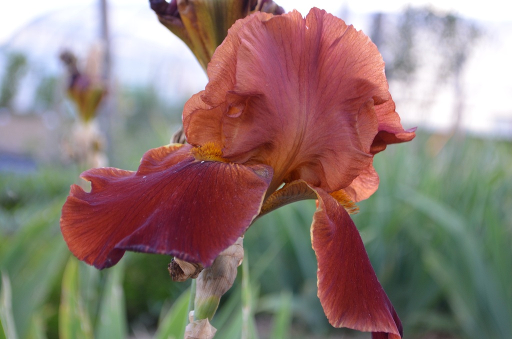 Iris germanica 'Sultans Palace' (Bio)