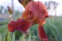 Iris germanica 'Sultans Palace'