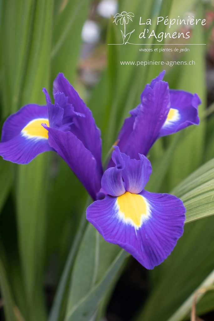 Iris hollandica 'Blue Magic'
