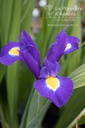 Iris hollandica 'Blue Magic'