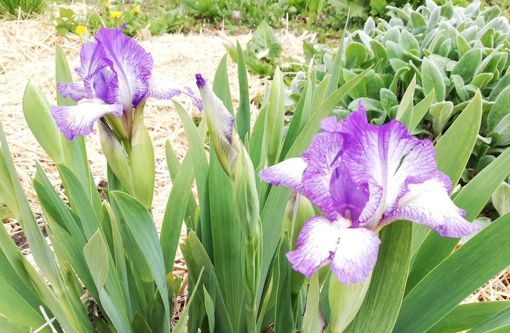 Iris pumila 'Petite Polka' (Bio)
