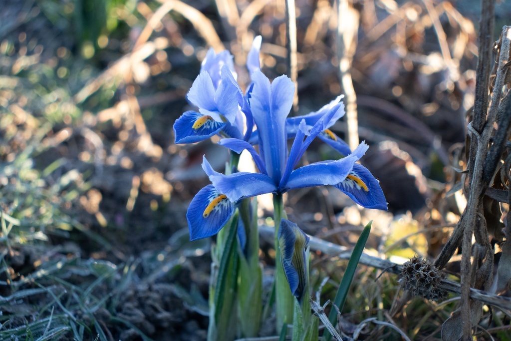 Iris reticulata 'Alida' (Bio)