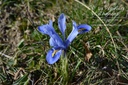 Iris reticulata 'Alida'