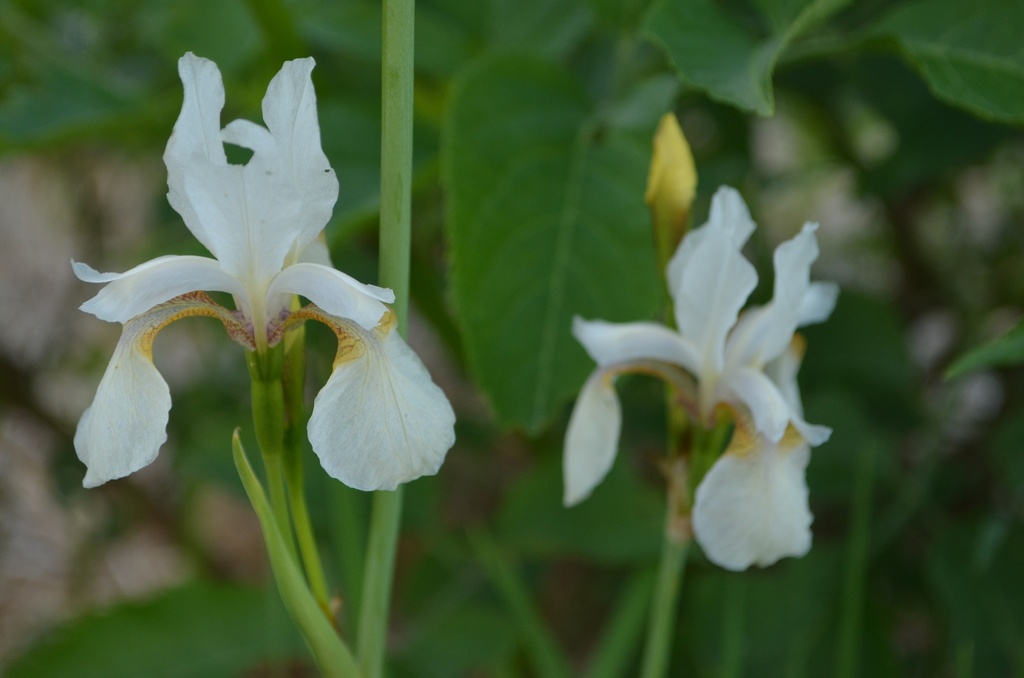Iris sibirica 'Alba' (Bio)