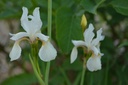 Iris sibirica 'Alba'