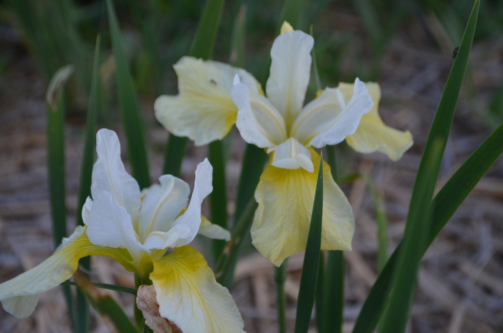 Iris sibirica 'Butter and Sugar' (Bio, 1 Lt.)