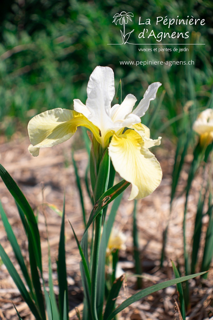 Iris sibirica 'Butter and Sugar'
