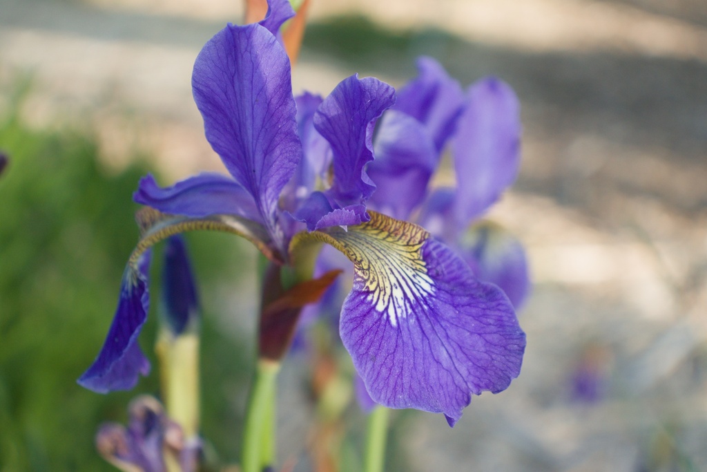 Iris sibirica 'Caesar's Brother' (Bio, 1 Lt.)