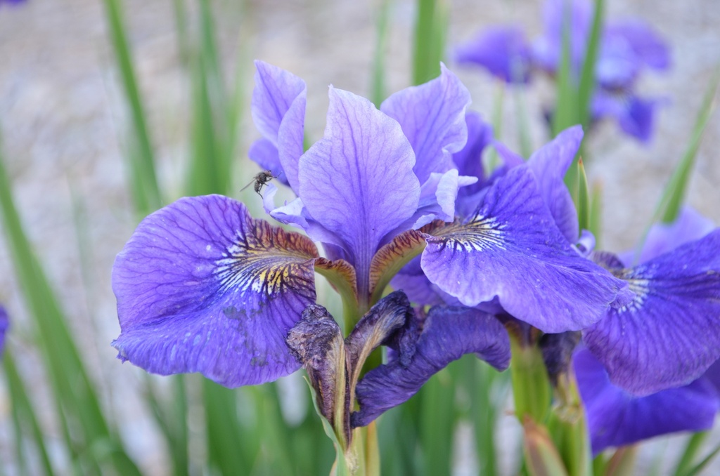 Iris sibirica 'Ruffled Velvet'