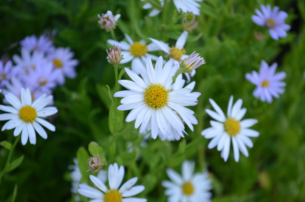 Kalimeris incisa 'Alba'