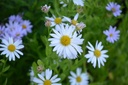 Kalimeris incisa 'Alba'