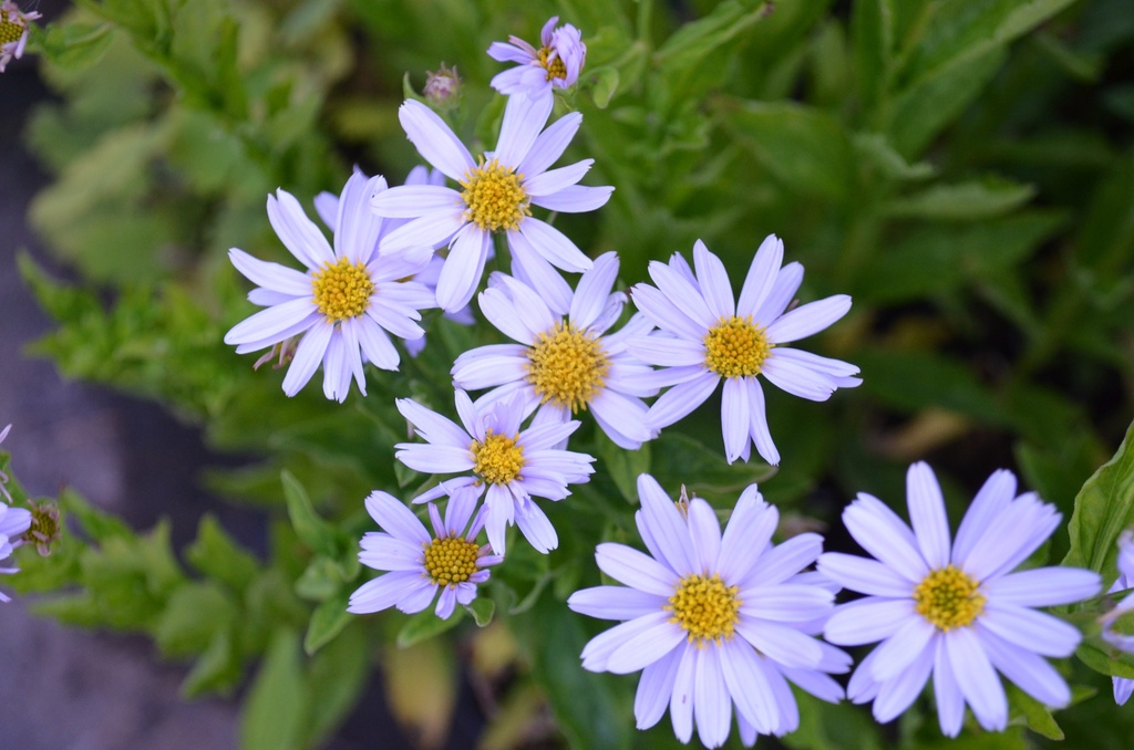 Kalimeris incisa 'Blue Star'