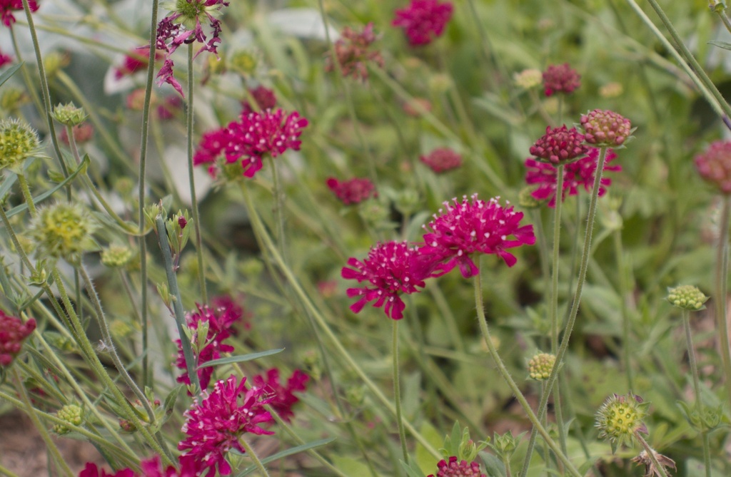 Knautia macedonica