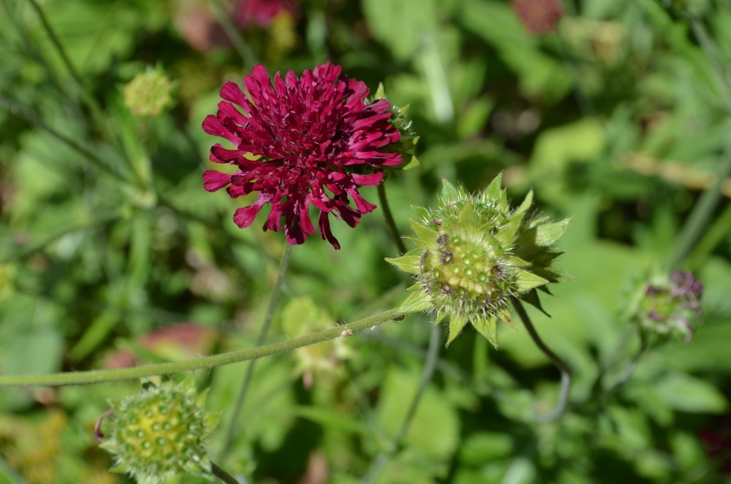 Knautia macedonica 'Mars Midget'