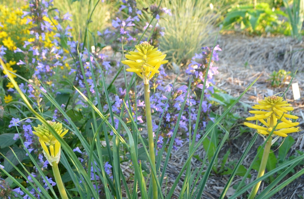 Kniphofia hybride 'Banana Popsicle' (Bio, 1 Lt.)