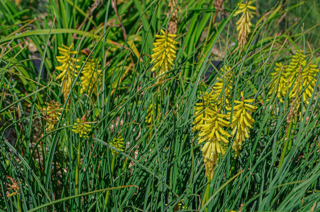 Kniphofia hybride 'Lemon Popsicle' (Bio, 1 Lt.)