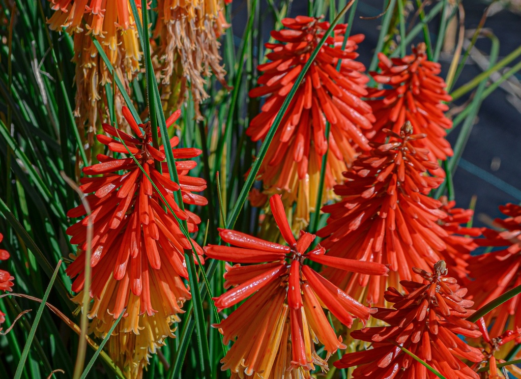 Kniphofia hybride 'Papaya Popsicle'