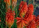 Kniphofia hybride 'Papaya Popsicle'