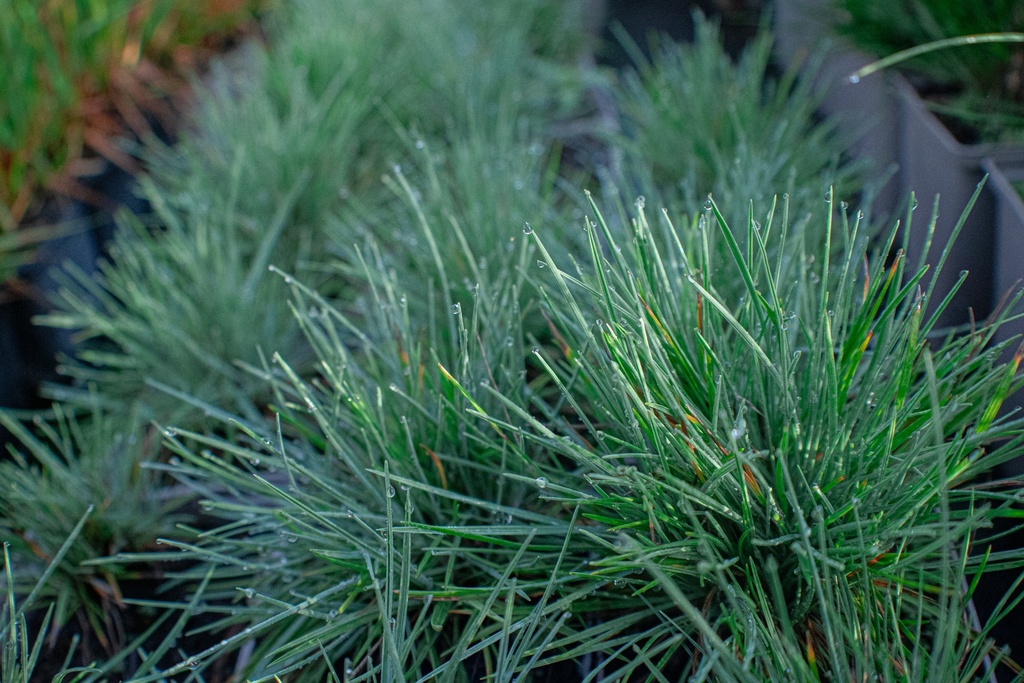Koeleria glauca