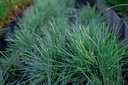 Koeleria glauca