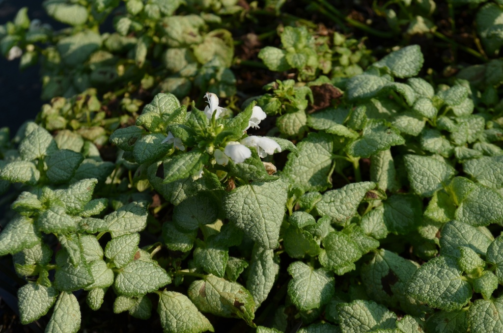 Lamium maculatum 'White Nancy'