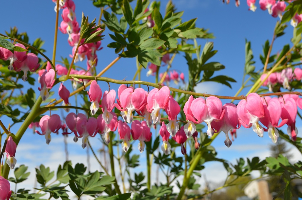 Lamprocapnos spectabilis (1 Lt., Bio)