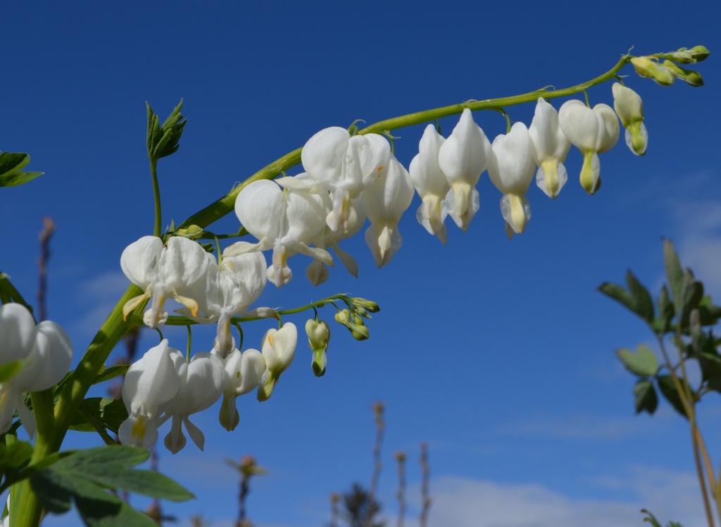 Lamprocapnos spectabilis 'Alba'