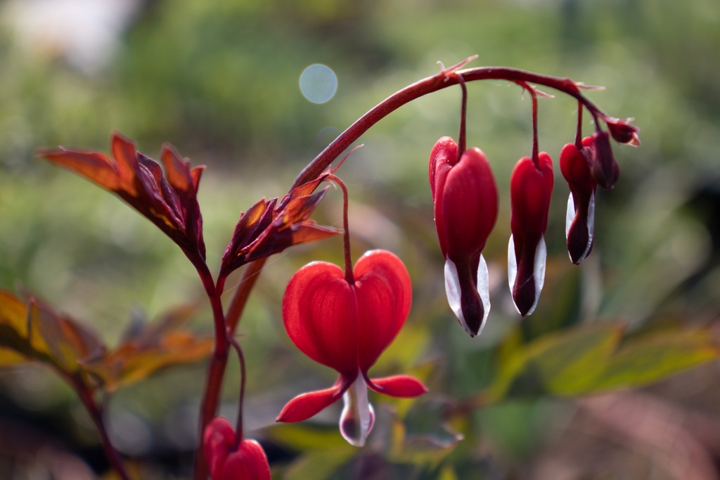 Lamprocapnos spectabilis 'Valentine'
