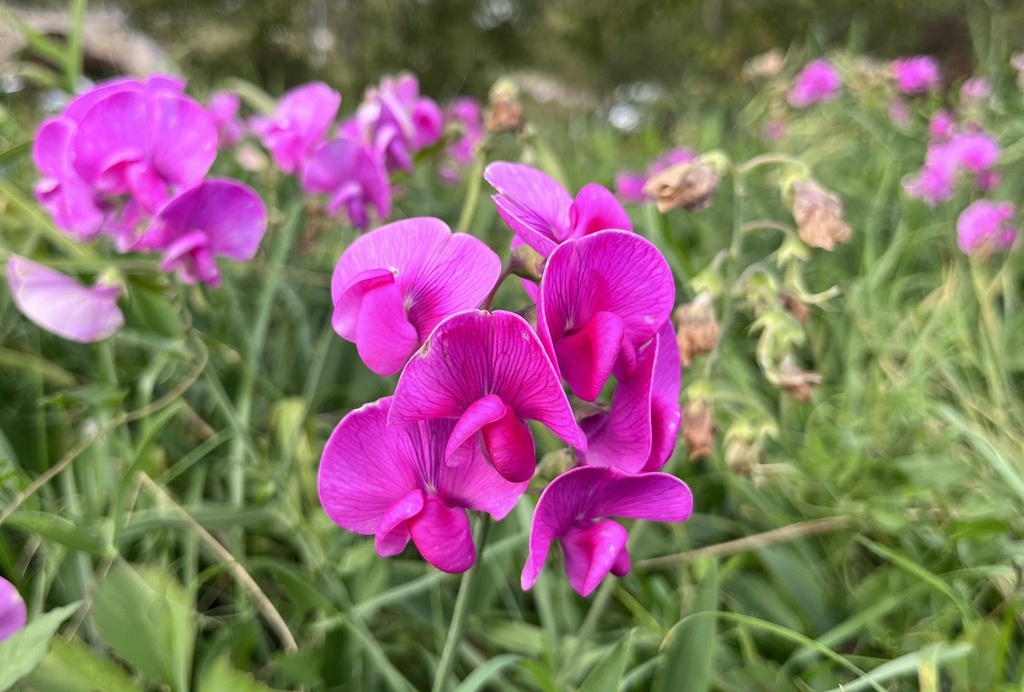 Lathyrus latifolius
