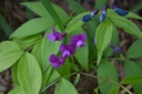 Lathyrus vernus
